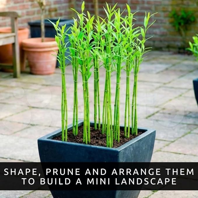 Beta Bucks John Bamboo Willow Bonsai Forest – 7 Willow Bonsai Cuttings for DIY Mini Tree Garden, Fast Rooting Live Plant Starts for Indoor Outdoor Planters, Zen Decor, Beginner Friendly Growing Kit