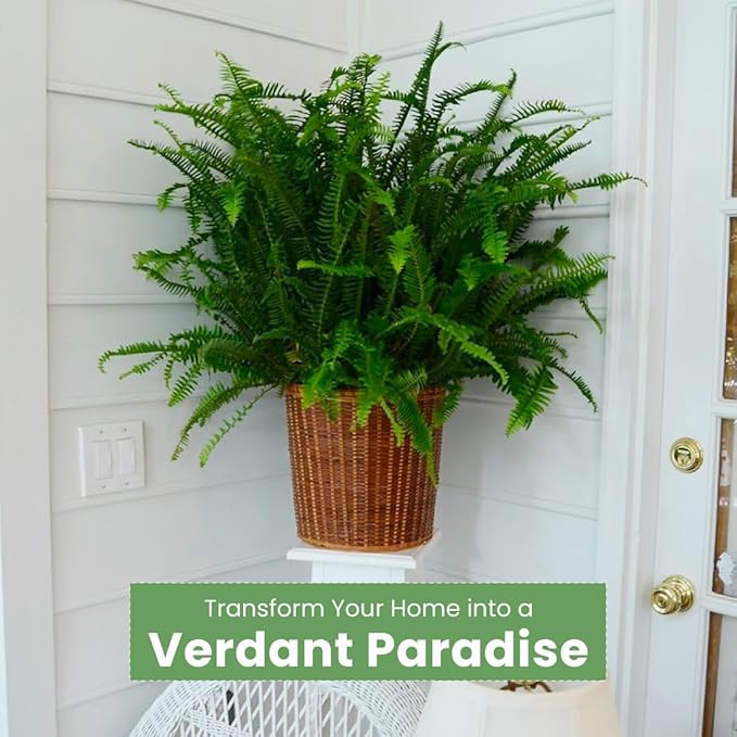 American Plant Exchange Kimberly Queen Fern – 10-Inch Pot – Live Air Purifying Upright Fern, Easy Care Houseplant for Indoor Planters, Outdoor Baskets, or Patio Decor