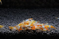 High Grade Neocaridina Live Freshwater Aquarium Shrimps.Mature Breeding Age. Choose Your Favorite Color of Shrimps (Orange Rili Shrimps, 10)