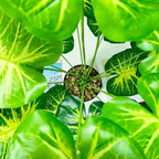 Artificial Caladium Plant with Red and Green Leaves, Red Leaf Artificial Plants Decoration Simulated Bonsai Potted Decor Home Room Party Wedding Office Floor (Light Green(No Flowerpot), 75cm)