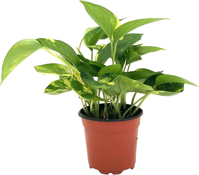 Live Pothos Plant - Epipremnum aureus Golden Pothos Plant - ragnaroc Tropical Plant 5-8” Tall - 1ct Live Arrival Guaranteed - Low Maintenance House Plants for Home Decor & Gift