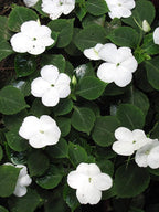 RedCrocus Impatiens Xtreme White – Vibrant White Flowering Annual, Perfect for Shade Gardens & Containers, Attracts Pollinators, Easy Care, Pet Safe (with Caution) 6" Pot (Pack of 5)