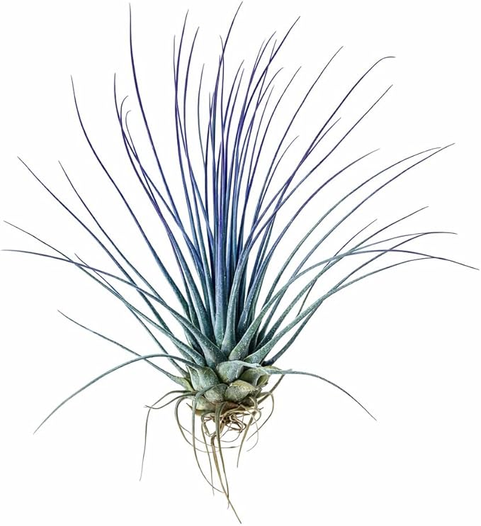 Live Colored Air Plants 3 Pack - Vibrent Color Enhanced Tillandsia, Easy Care Indoor Outdoor Houseplant, Home Decor, Terrariums & Gifts