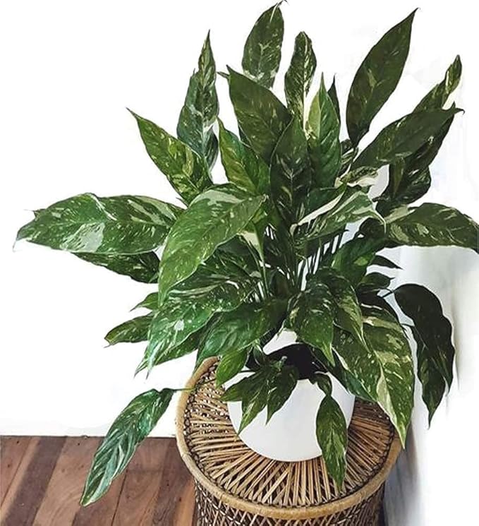 American Plant Exchange Variegated Peace Lily 'Domino' – 6-Inch Pot w/Deco Cover, 1-2 Ft Tall, Live Indoor Flowering Houseplant, Easy Care, Low Light, Housewarming, Sympathy, or Party Gift