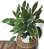 American Plant Exchange Variegated Peace Lily 'Domino' – 6-Inch Pot w/Deco Cover, 1-2 Ft Tall, Live Indoor Flowering Houseplant, Easy Care, Low Light, Housewarming, Sympathy, or Party Gift
