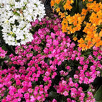 1000 pcs Kalanchoe blossfeldiana Seeds - Vibrant Blooming Drought Resistant Succulent Seeds for Indoor Gardening, Outdoor Planters & Desk Decor