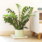 ZZ Plant (4 inch) - Lucky Houseplants - 4/6 inch Unique Live Decorative Houseplants - Easy to Care Indoor Plants, Perfect for Office, Home & Feng Shui Decor