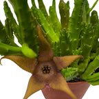 BubbleBlooms Stapelia Schinzii, 4 inch Rare Huernia, Stapeliad Orbea Unique Flowering Asclepiads