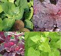300 Orach Seeds,( Aurora Mix) Mountain or French Spinach, Sun Loving Vegetable