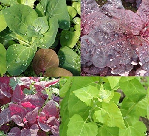 300 Orach Seeds,( Aurora Mix) Mountain or French Spinach, Sun Loving Vegetable