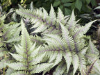 Greenwood Nursery: Live Perennial Plants - Godzila Japanese Painted Fern + Athyrium Niponicum - [Qty: 2X Pint Pots] - (Click for Other Available Plants/Quantities)