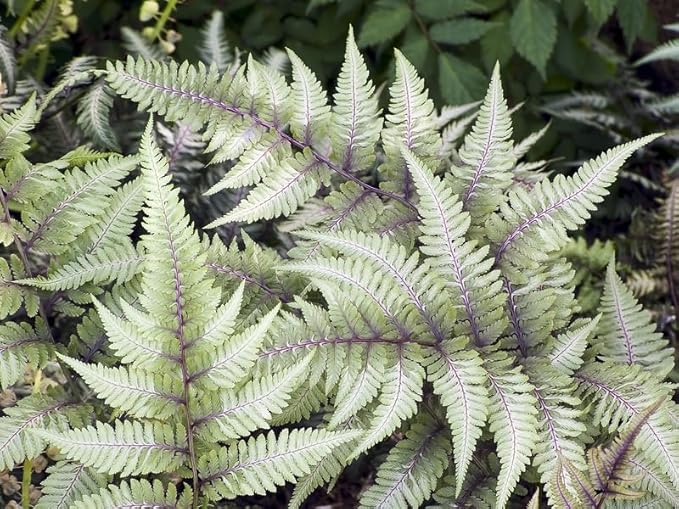 Greenwood Nursery: Live Perennial Plants - Godzila Japanese Painted Fern + Athyrium Niponicum - [Qty: 2X Pint Pots] - (Click for Other Available Plants/Quantities)