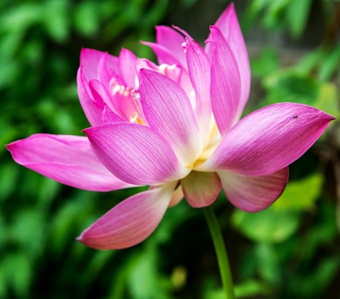 30 PCS Bowl Lotus Seeds Bonsai Lotus Seeds for Planting Water Lily Pink Purple Red Flower Aquatic Plants Seed Pond Plants Non GMO Home Garden Flowering