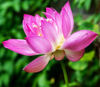 30 PCS Bowl Lotus Seeds Bonsai Lotus Seeds for Planting Water Lily Pink Purple Red Flower Aquatic Plants Seed Pond Plants Non GMO Home Garden Flowering