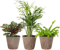 Thorsen's Greenhouse Live Pet Safe Houseplants (3 Pack), Easy to Grow, Pet Friendly & Non-Toxic, Grower's Choice Bundle, 4-inch Diameter Established Plants, Coffee Ruffled Pot (3-Pack)