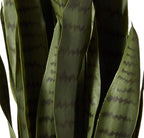 Nearly Natural 35in Artificial Snake Plant, Sansevieria Faux Greenery with Black Planter for Indoor Home Office Decor, Low Maintenance
