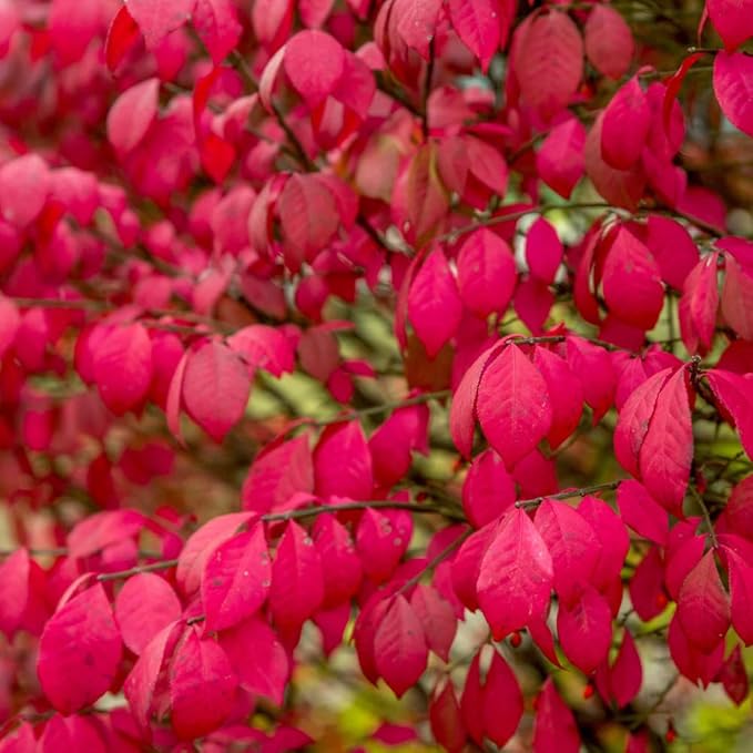 Dwarf Burning Bush Plant Live, 12-18" Tall, in Gallon Pot, Hardy Burning Bush Shrub for Outdoor Landscaping, No Ship to NY, NH, MA, VT