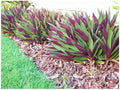 Ten Outdoor Live Plants Special- Oyster Plant Purple & Green - Grows to Medium Height Outdoor Plant- Young Small Plant