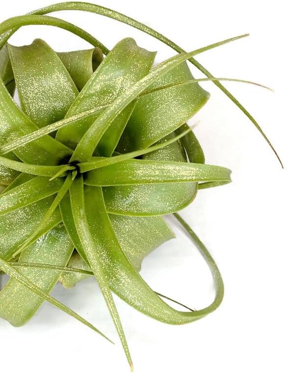 XL Xerographica Colored Air Plant, Live Tillandsia House Plant, Easy Care Indoor Outdoor, Great Gift, Healthy Arrival Guaranteed (Sparkle)