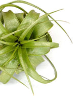 XL Xerographica Colored Air Plant, Live Tillandsia House Plant, Easy Care Indoor Outdoor, Great Gift, Healthy Arrival Guaranteed (Sparkle)