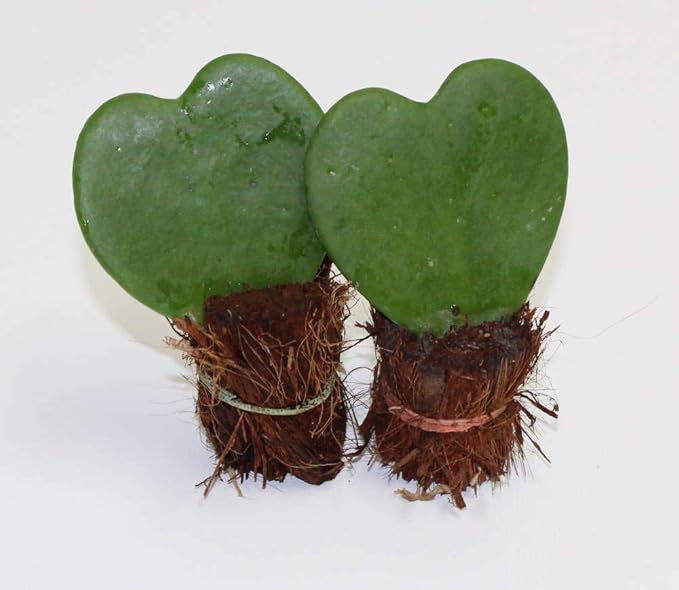 Athena's Garden Heart-shaped Hoya Kerrii 2 Live Plant Succulents White Ceramic Pot Arrangement
