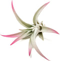 Raspberry Colorful Tillandsia Air Plants - Long Lasting Color Enhanced Live Tillandsia Succulent House Plants - Home and Garden Decor - Easy Care Indoor/Outdoor Plants (Harrisii, Single)