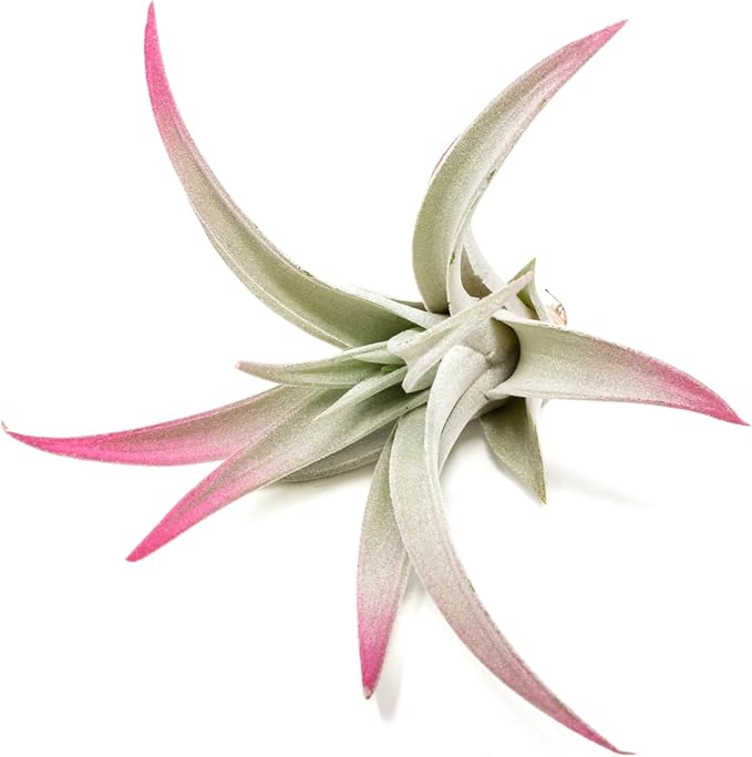 Raspberry Colorful Tillandsia Air Plants - Long Lasting Color Enhanced Live Tillandsia Succulent House Plants - Home and Garden Decor - Easy Care Indoor/Outdoor Plants (Harrisii, Pack of 3)