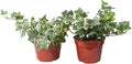 Easy to Grow Ivy Variegated Houseplant - 2 Pack Potted Plants in Grower Pots, Low Maintenace Indoor