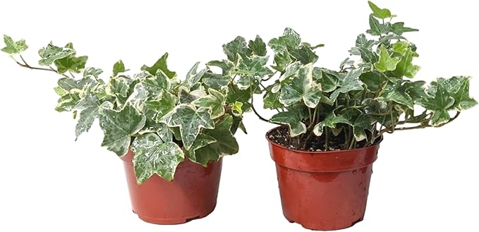 Easy to Grow Ivy Variegated Houseplant - 2 Pack Potted Plants in Grower Pots, Low Maintenace Indoor