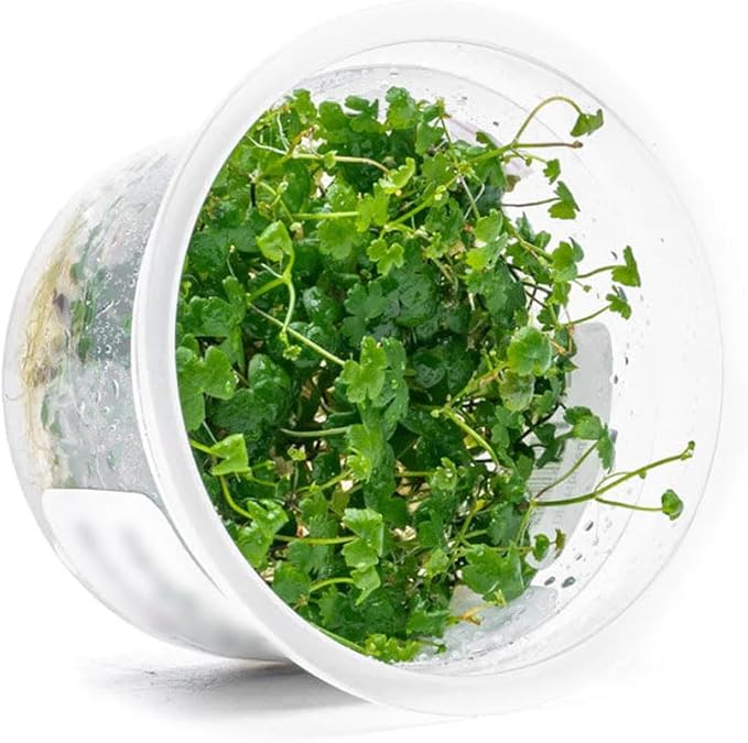SubstrateSource Live Plant - Hydrocotyle Tripartita 'Japan' Tissue Culture Aquatic Live Aquarium Plant - 100% Snail Free in Vitro Cup (Hydrocotyle Japan)