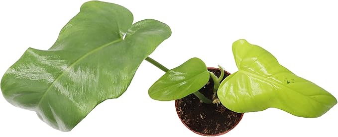 Philodendron Bipennifolium Aurea - 4" Pot from California Tropicals