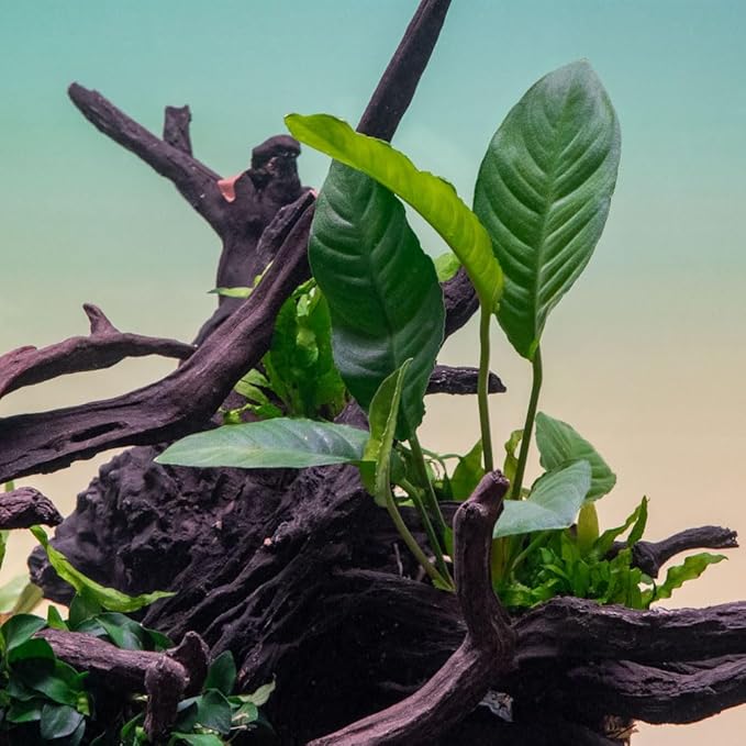 Ultum Nature Systems Anubias Heterophylla Tissue Culture Live Plant for Aquarium, Aquascape, Freshwater Fish Tanks - 100% Snail Free in Vitro