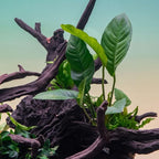 Ultum Nature Systems Anubias Heterophylla Tissue Culture Live Plant for Aquarium, Aquascape, Freshwater Fish Tanks - 100% Snail Free in Vitro