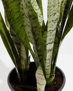 RedCrocus Zeylanica Snake Plant Sansevieria trifasciata 'Zeylanica' Indoor-Outdoor| Low Maintenance, Pet-Friendly, Variegated Foliage, Easy Care, Drought Tolerant, Air Purifier 10" Pot