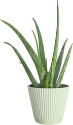Thorsen's Greenhouse Aloe Vera, Live Indoor Plant, Aloe barbadensis, Easy to Grow, Succulent, Natural Air Purifier, 6" Diameter Pot (Sage)