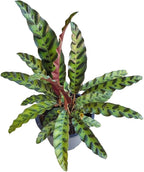 American Plant Exchange Live Calathea Rattlesnake – 4-Inch Pot – Pet-Friendly Tropical Houseplant with Wavy Green Leaves and Purple Undersides, Easy Care Plant for Low Light Homes & Offices