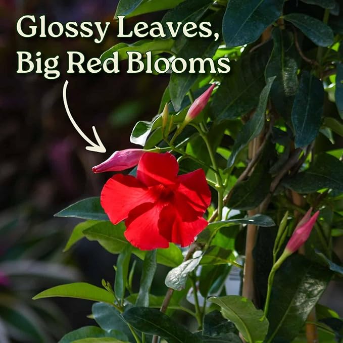 Mandevilla Live Plant - Trellis - Red Giant Flowering Mandevilla - Tropical Plants of Florida - Overall Height 36" (Plant Only)