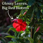 Mandevilla Live Plant - Trellis - Red Giant Flowering Mandevilla - Tropical Plants of Florida - Overall Height 36" (Plant Only)