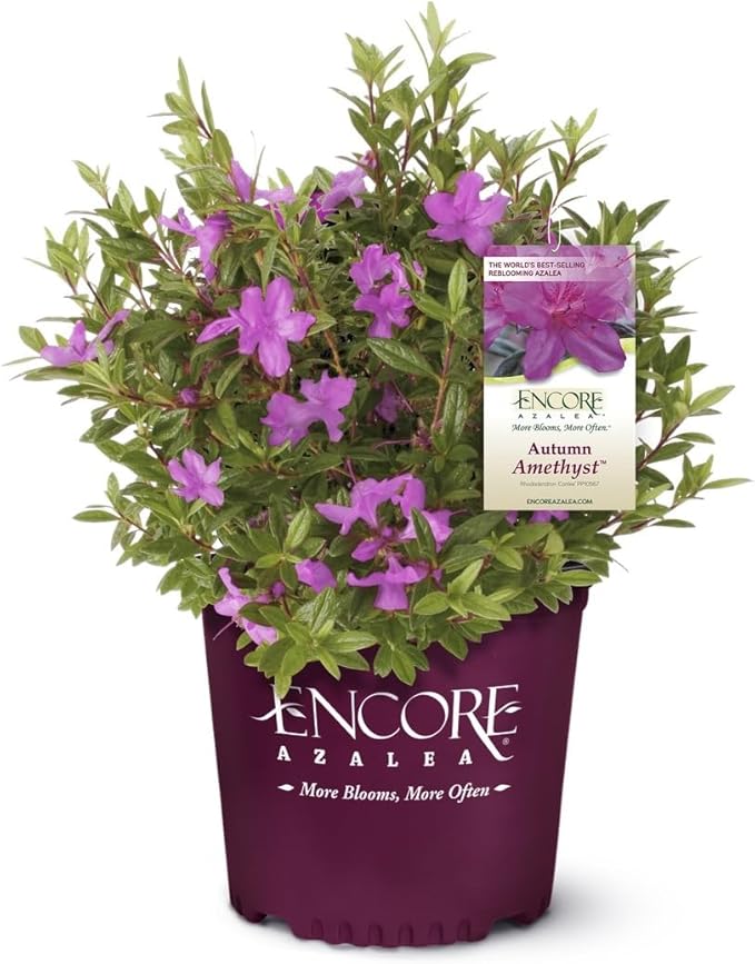Autumn Amethyst Encore Azalea (1 Gallon) - Purple, Pink Flowering Shrub - Reblooming Rhododendron Plants