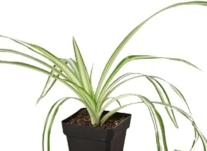 Spider Plant Reverse Live Plant for Indoor | Different Houseplants in 3'' Pot | Real House Plant for Living Room, Office, Desk & Bathroom | Spider Plant | Airplane | Spider Ivy