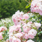 Pink New Dawn Climbing Rose Live Plant, Can Grow As Rose Bushes Shrubs, Fragrant Ready to Plant, Starter Size, 5 to 10 Inc Tall, Dormant in Winter