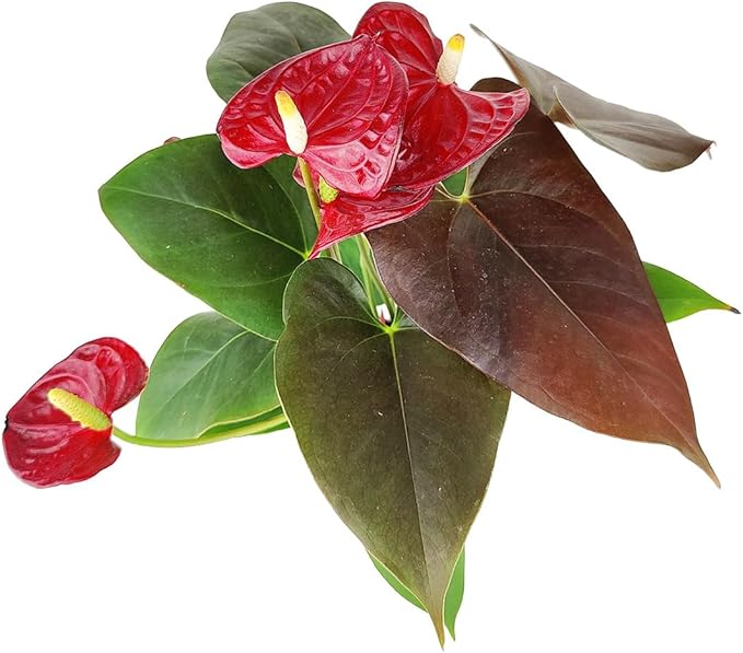 Live Indoor Flowering Houseplants, Anthurium Red in 6" Grower Pot, Easy Care Houseplants