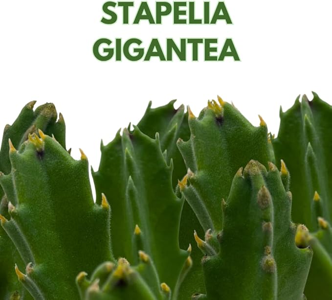 BubbleBlooms Stapelia gigantea, Giant Starfish Flower, Rare Huernia, Zulu Carrion Giant Plant, 4 inch Pot