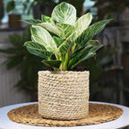 Philodendron Birkin Live Plant for Indoor | Different Houseplants in 4'' & 6'' Pot | Real House Plant for Living Room, Office, Desk & Bathroom | Birkin