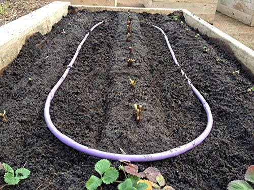 9GreenBox Seascape Everbearing Strawberry 10 Bare Root Plants - Best Flavor