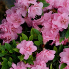 Pink Reblooming Azalea Plant Live, 7 Months Old Rhododendron Like, Azalea Rhododendron Tree Flowers Plants Live Bush in Pot
