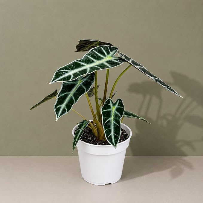 Alocasia Bambino Live Plant, Indoor Houseplant, Natural Air Purifier Plants, Alocasia Plants Live Houseplants for Indoor Spaces