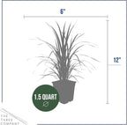 Live Ornamental Pampas Grass (Cortaderia selloana) - White (2 Pack) - Perennial Accent Plant - 10" Tall by 5" Wide in 1.5 Qt Pot