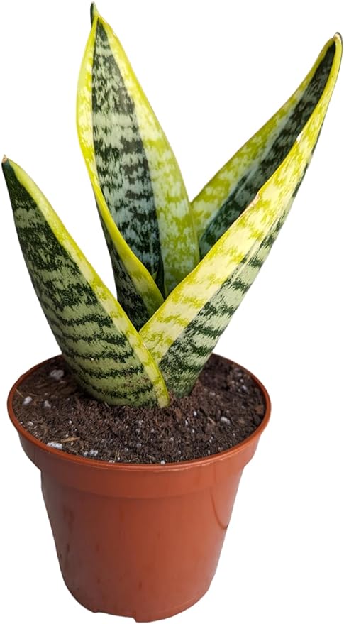 Generic Superba Robusta Snake Plant Sanseveria, 4 inch Pot, Impossible to Kill, Indoor/Outdoor, Yellow/green