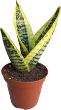 Generic Superba Robusta Snake Plant Sanseveria, 4 inch Pot, Impossible to Kill, Indoor/Outdoor, Yellow/green